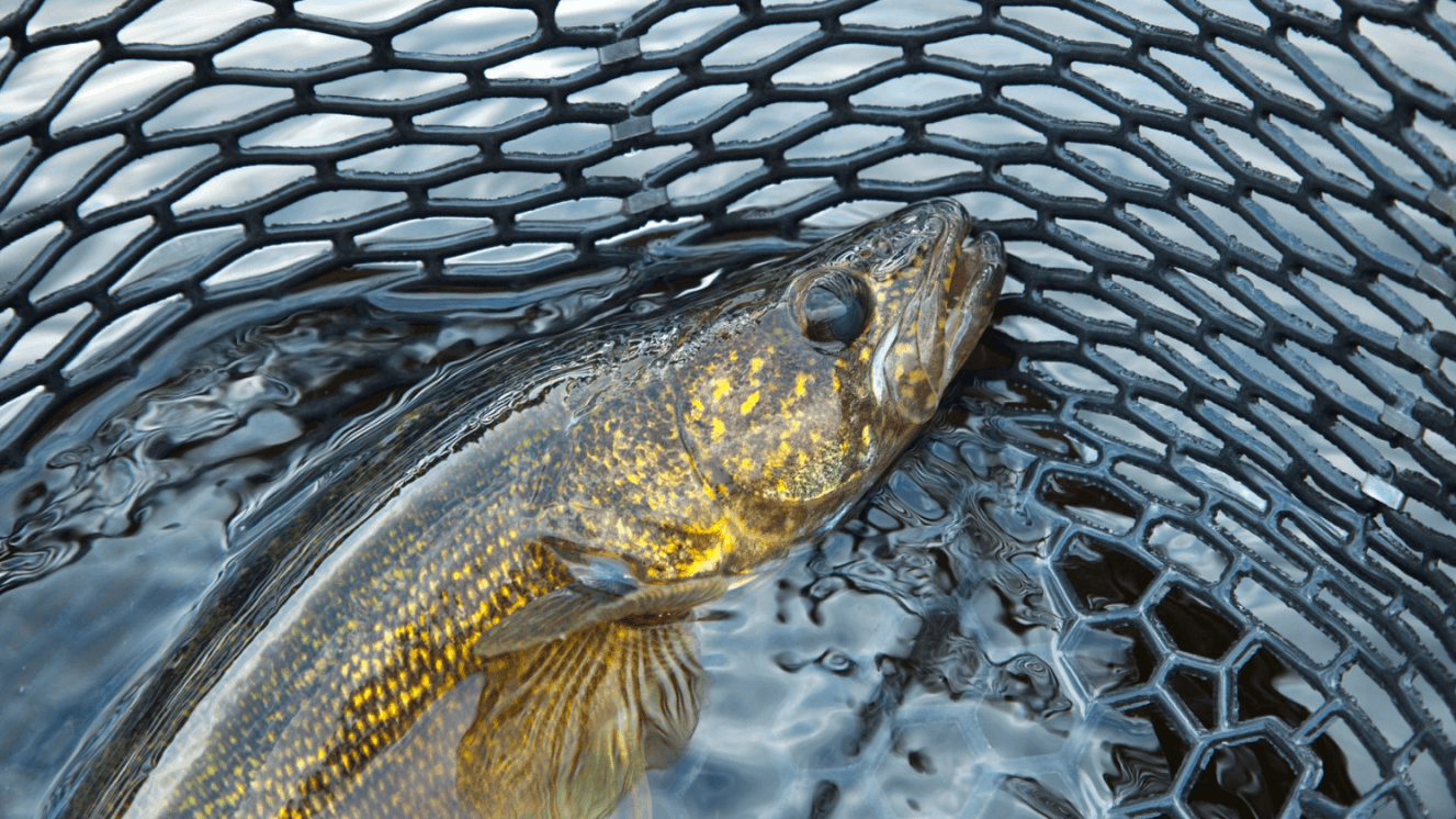 DNR outlines new 2026 fishing regulations