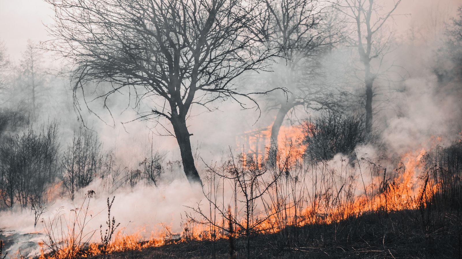 A Controlled Burn Will Be Held In Richland Center