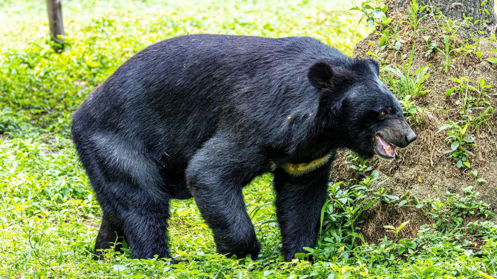 Northwest Wisconsin Leads Way in Below-Target Bear Season