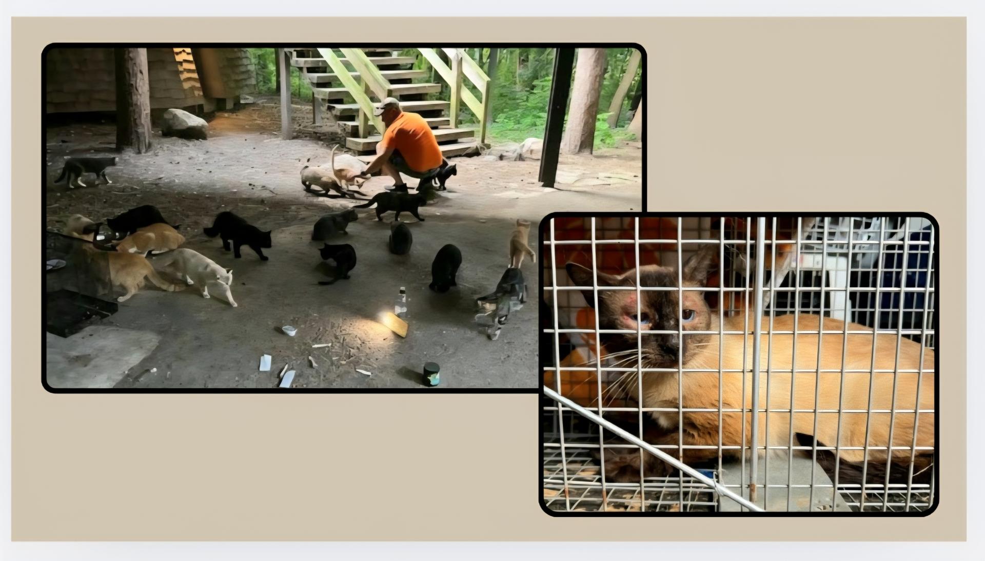 Wisconsin Rescuers Rally to Save Close to 50 Cats from Neglect